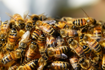 В РФ подготовили новые ветправила по содержанию пчел